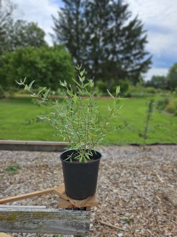 Caryopteris x clandonensis &