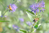 Caryopteris x clandonensis &