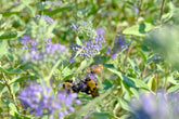 Caryopteris x clandonensis &