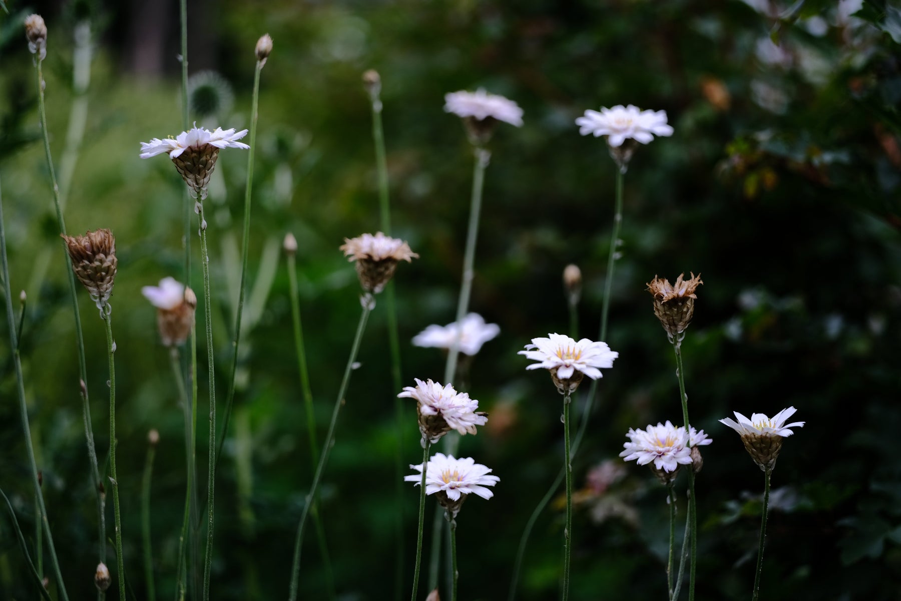 Catananche caerulea 'Alba' (Cupid's Dart) white flowers