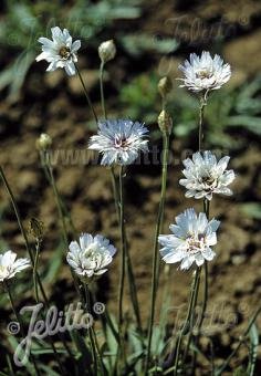 Catananche caerulea &