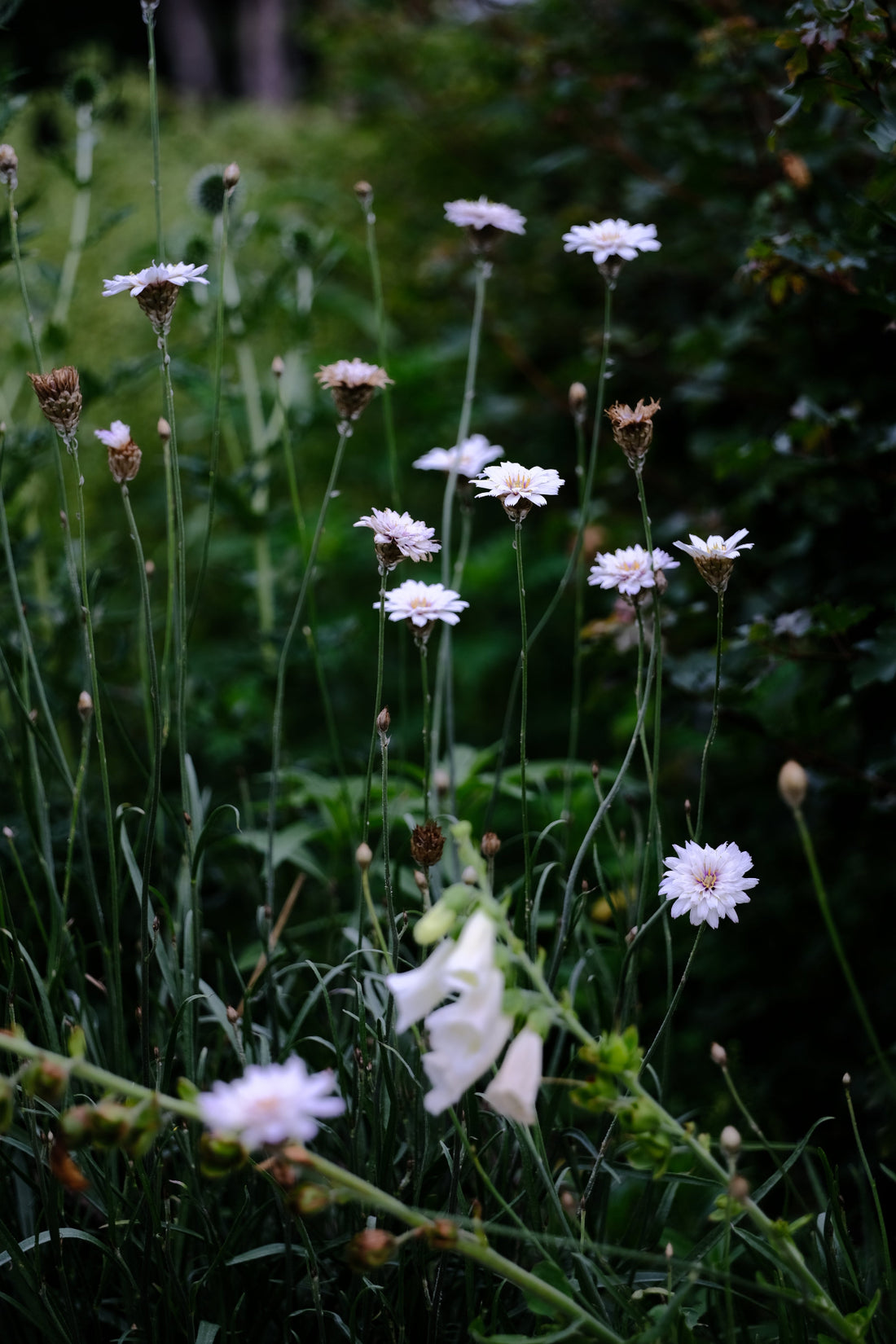 Catananche caerulea &