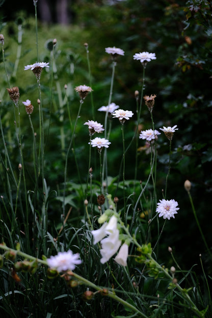 Catananche caerulea &