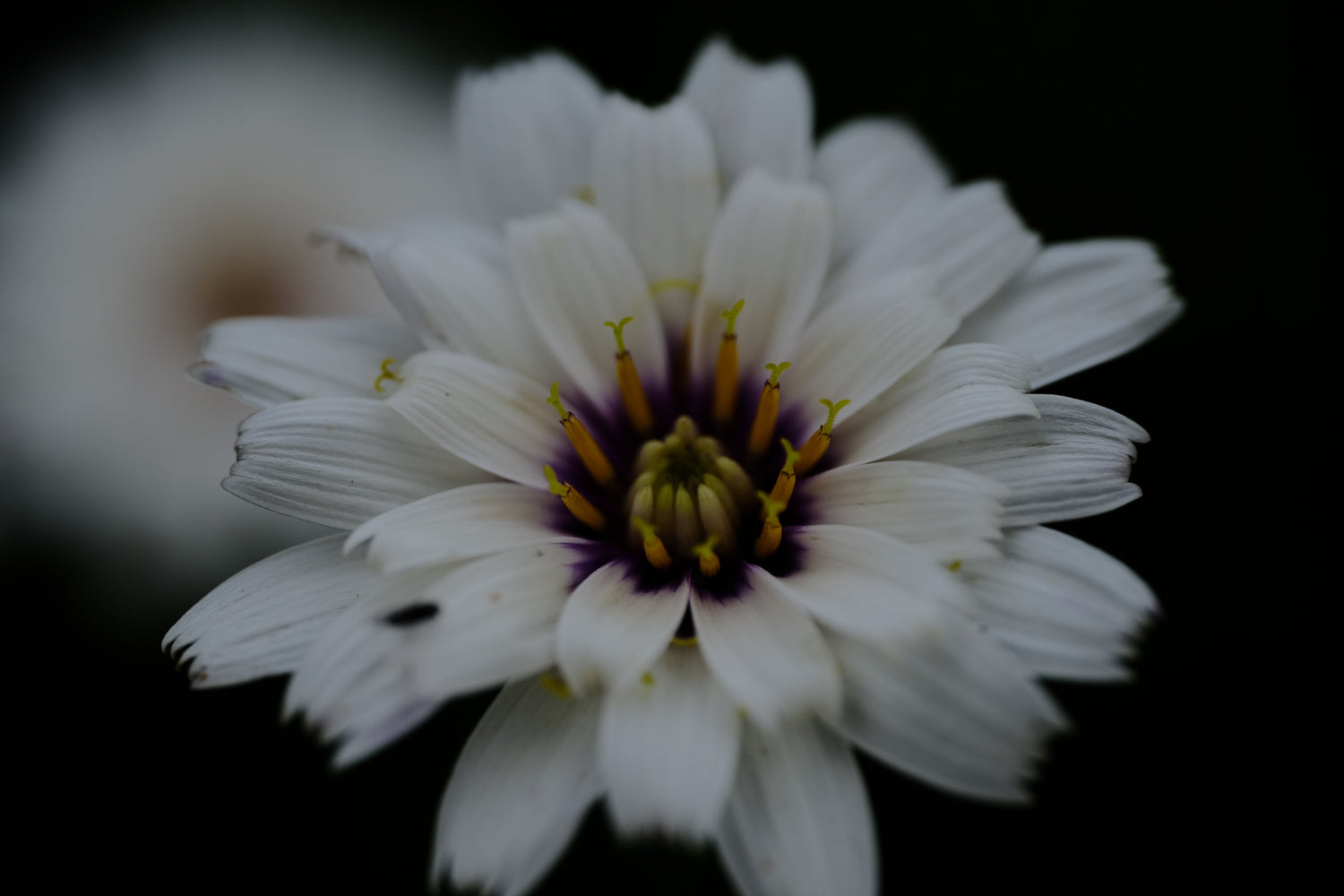 Catananche caerulea &