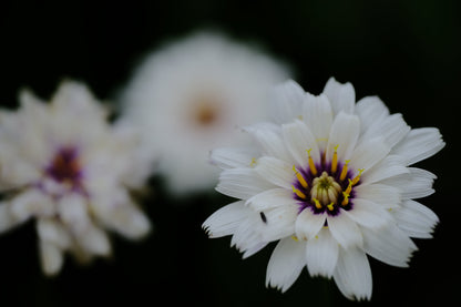 Catananche caerulea &