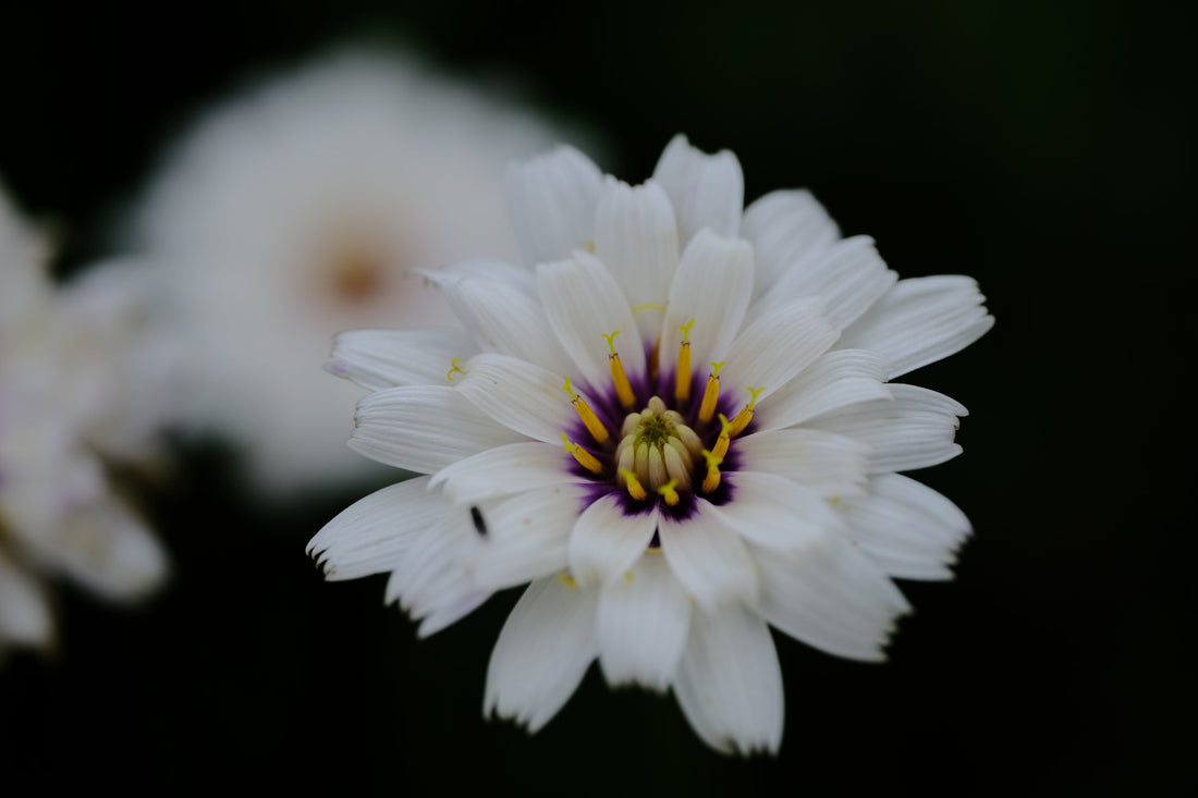 Catananche caerulea &