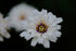 Catananche caerulea &