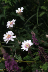 Catananche caerulea &