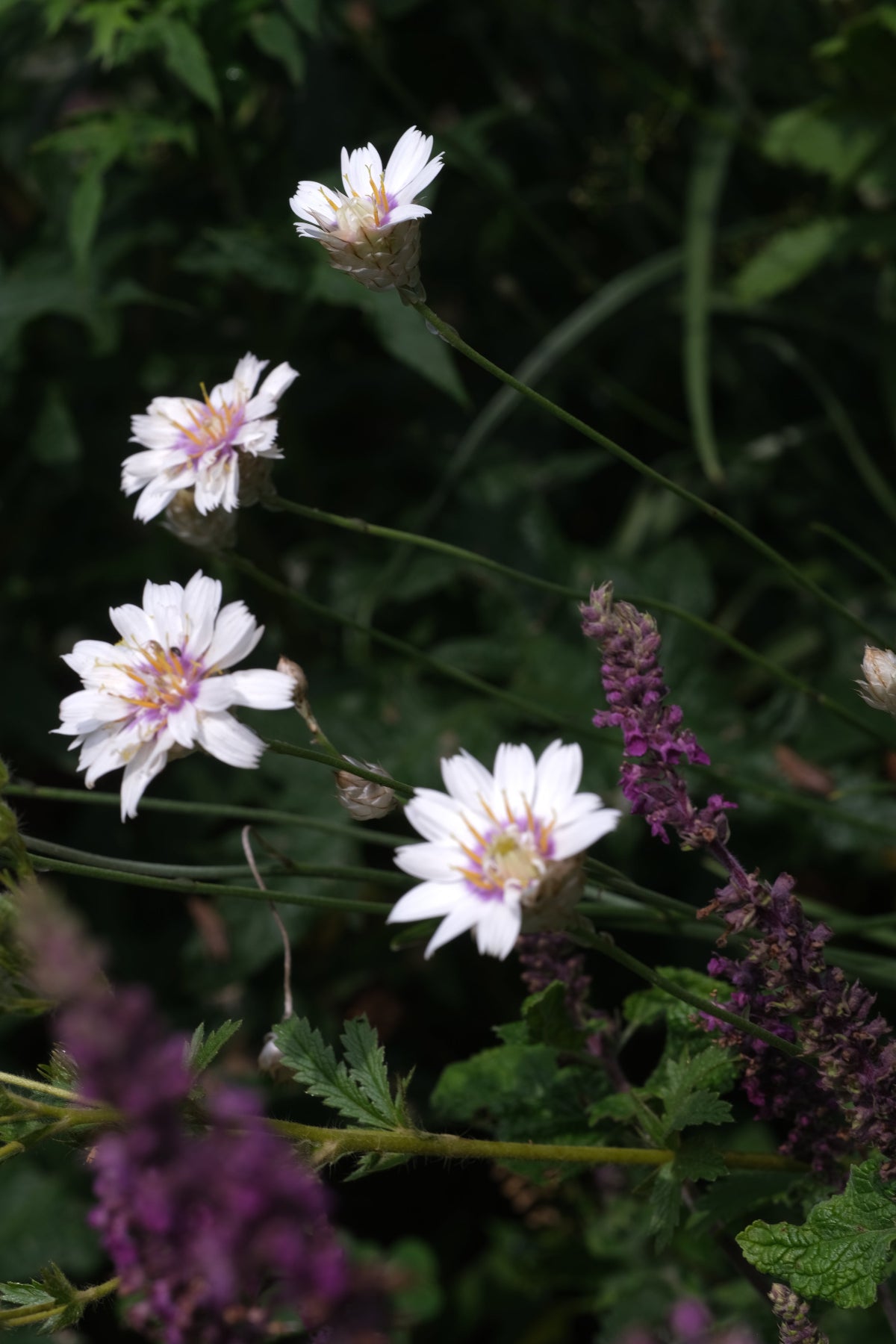 Catananche caerulea &