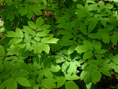 Caulophyllum thalictroides (blue cohosh) foliage