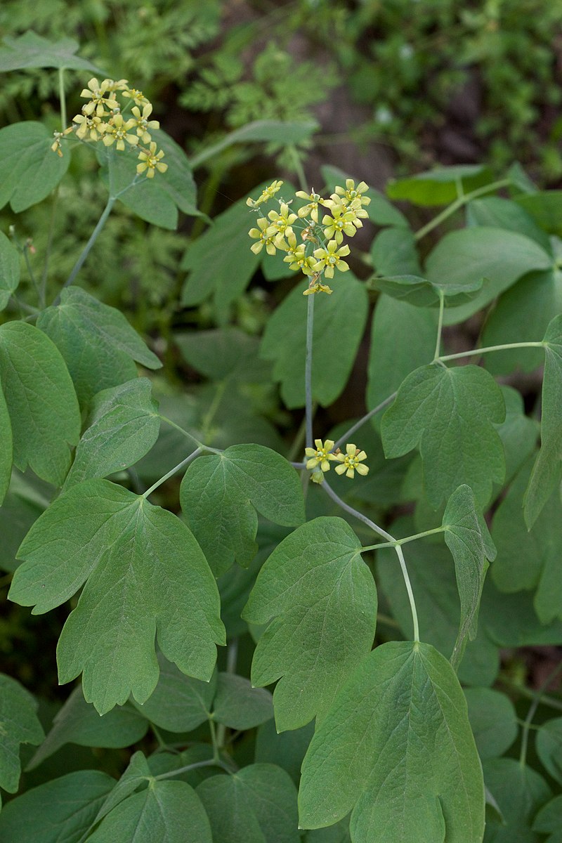 Caulophyllum thalictroides (blue cohosh) flowers