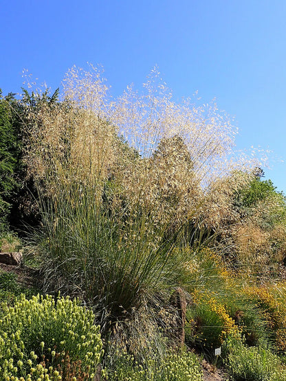 Celtica gigantea (giant feather grass) in bloom