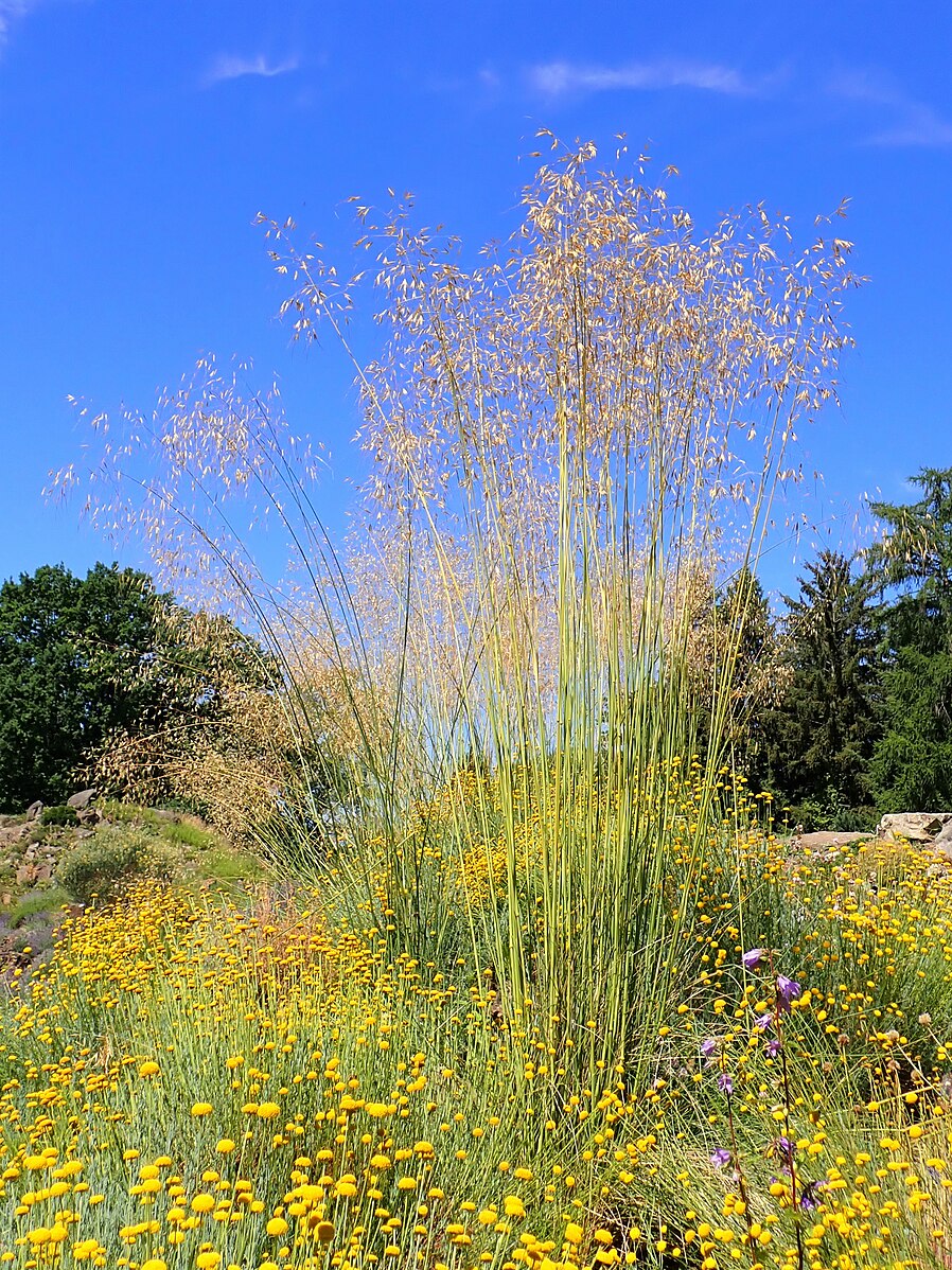 Celtica gigantea (giant feather grass) in garden
