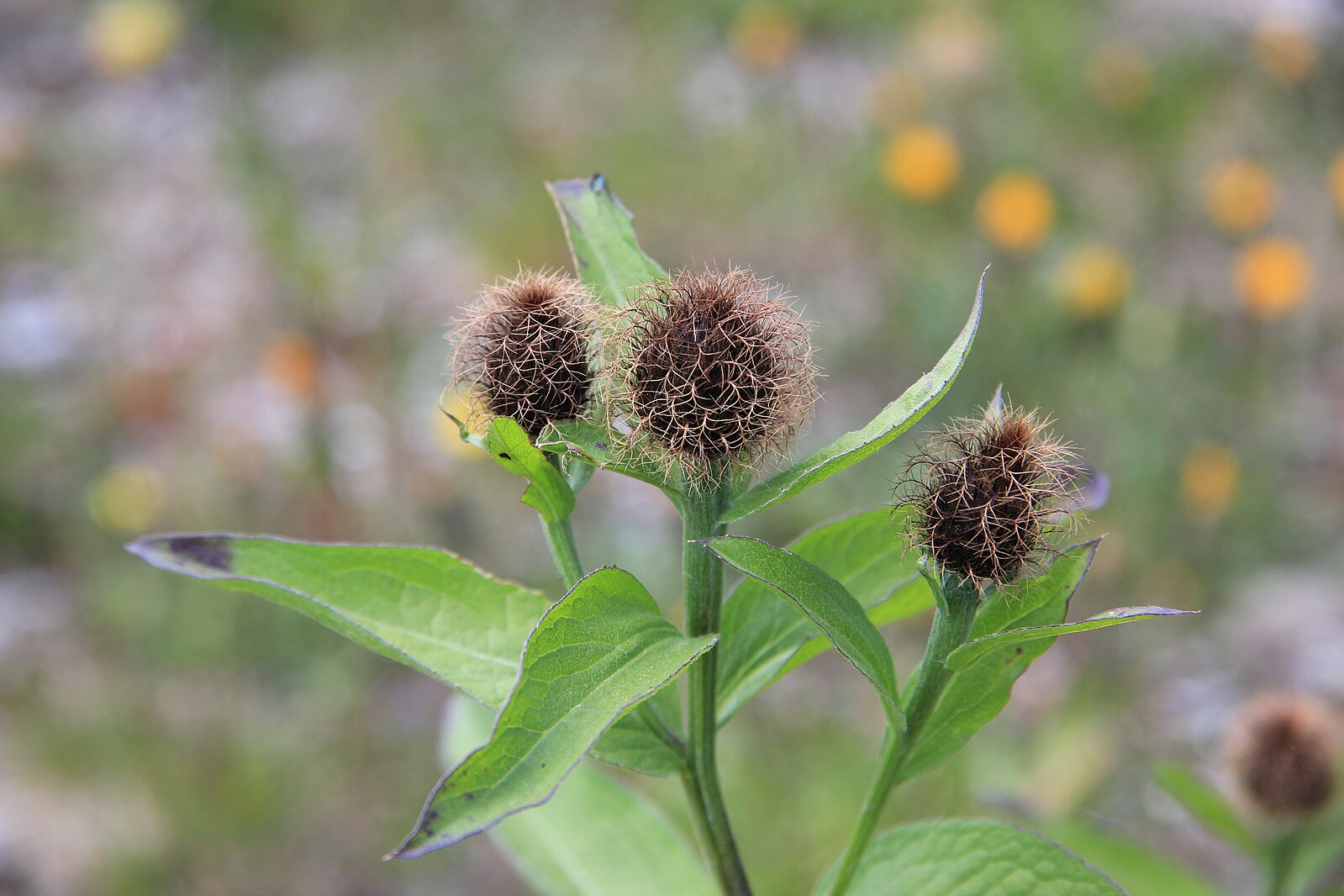 Close-up of Centaurea phrygia (wig knapweed) brown seed pods and green leaves against a blurred natural background