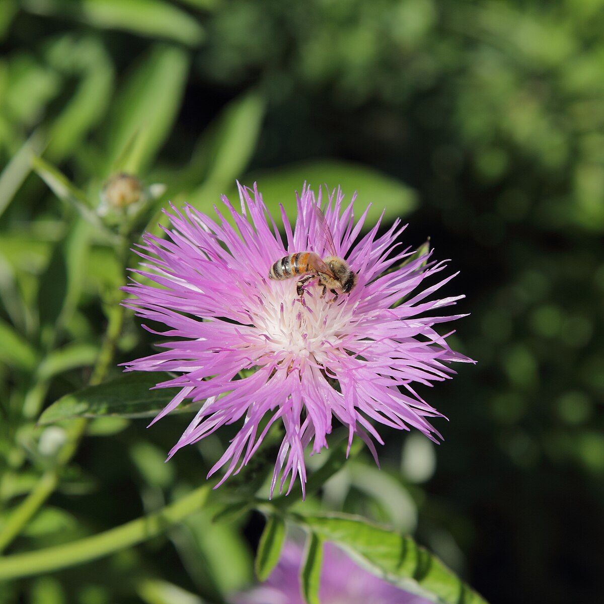 Pink Centaurea phrygia (wig knapweed) flower with a bee on it against a green background