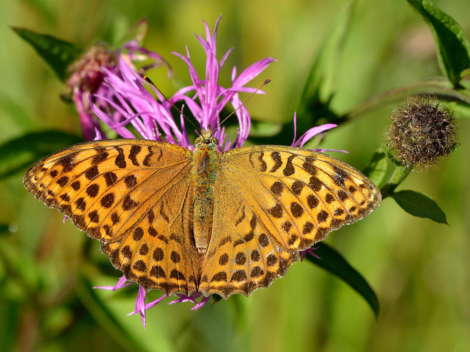 Butterfly on a pink Centaurea phrygia (wig knapweed) flower with a blurred green background