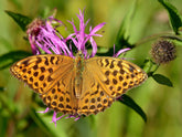 Butterfly on a pink Centaurea phrygia (wig knapweed) flower with a blurred green background