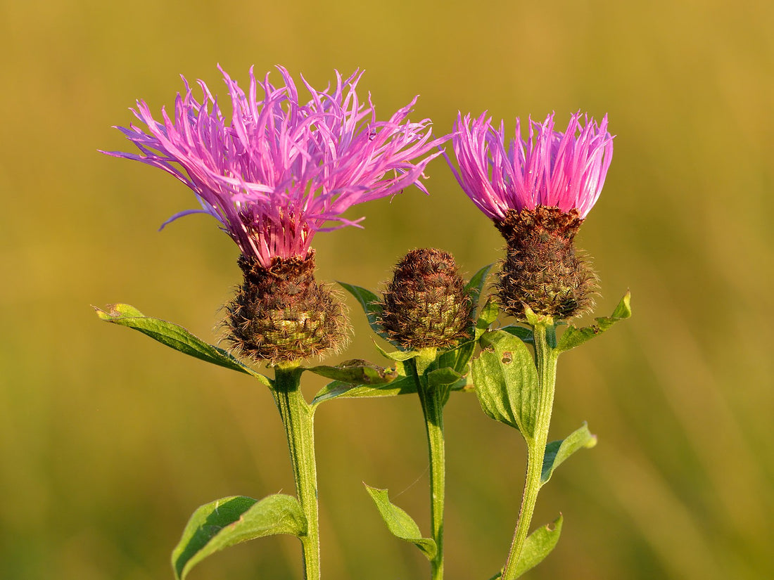 Three purple Centaurea phrygia (wig knapweed)  flowers with green stems and leaves on a blurred green background