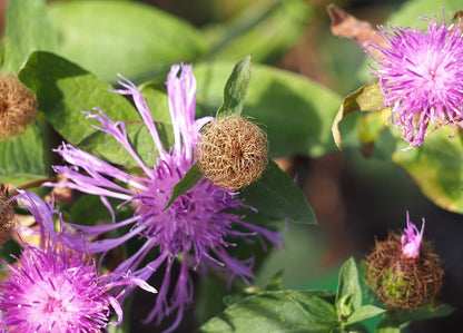 Close-up of purple Centaurea phrygia (wig knapweed) flowers with green leaves and brown buds.