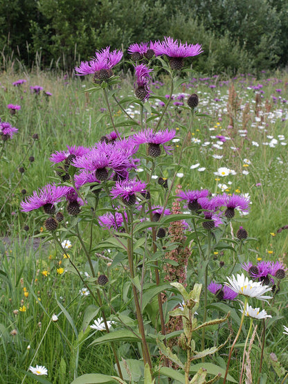 Purple Centaurea phrygia (wig knapweed) flowers in a field with green grass and other wildflowers