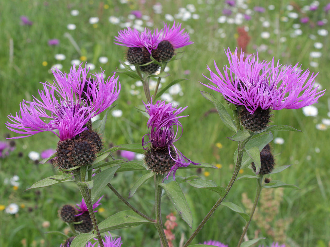 Purple Centaurea phrygia (wig knapweed) flowers with green leaves in a field