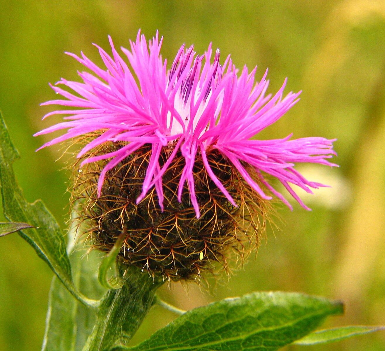 Close-up of a pink Centaurea phrygia (wig knapweed) flower with green leaves on a blurred natural background