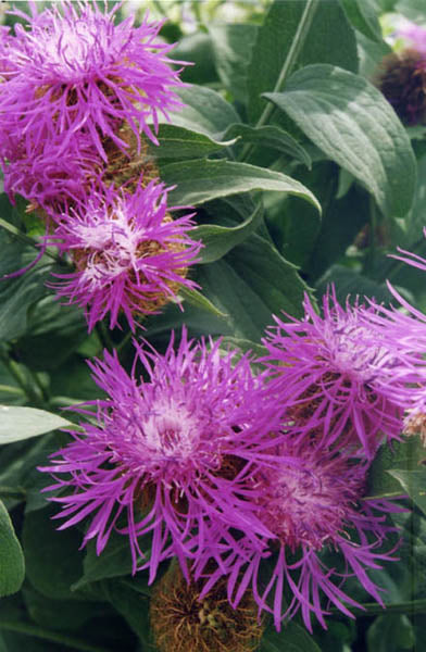 Close-up of purple knapweed flowers with green leaves