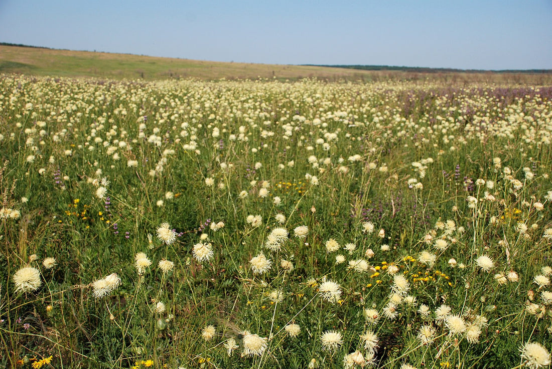 Centaurеa ruthеnica (Russian knapweed) field