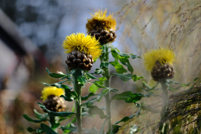 Centaurea macrocephala (giant knapweed) in the late fall garden at The Old Dairy Nursery