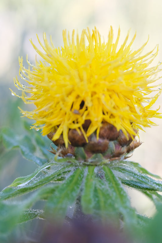 Centaurea macrocephala