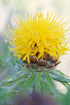 Centaurea macrocephala (giant knapweed) flower