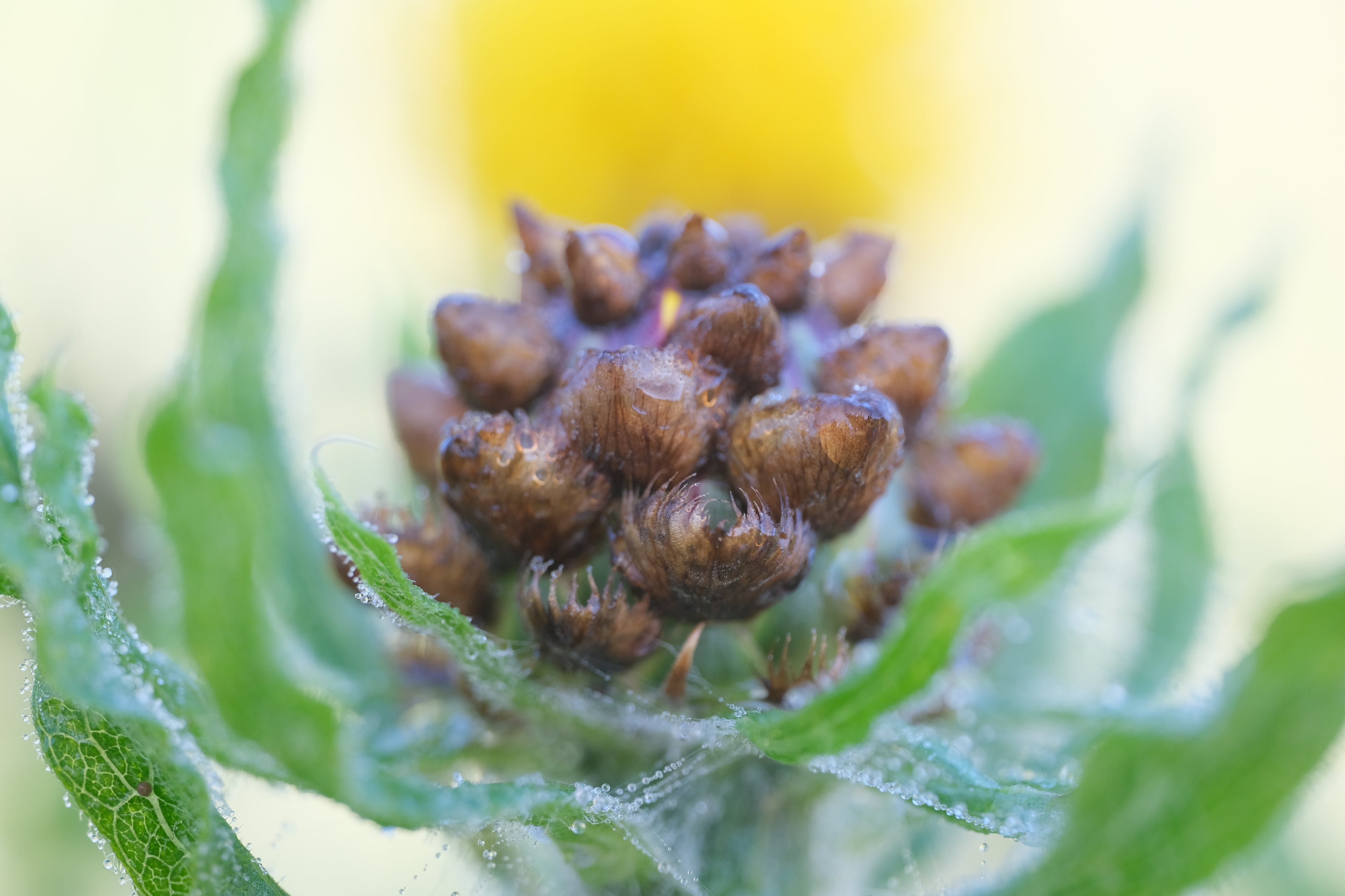 Centaurea macrocephala (giant knapweed) bud