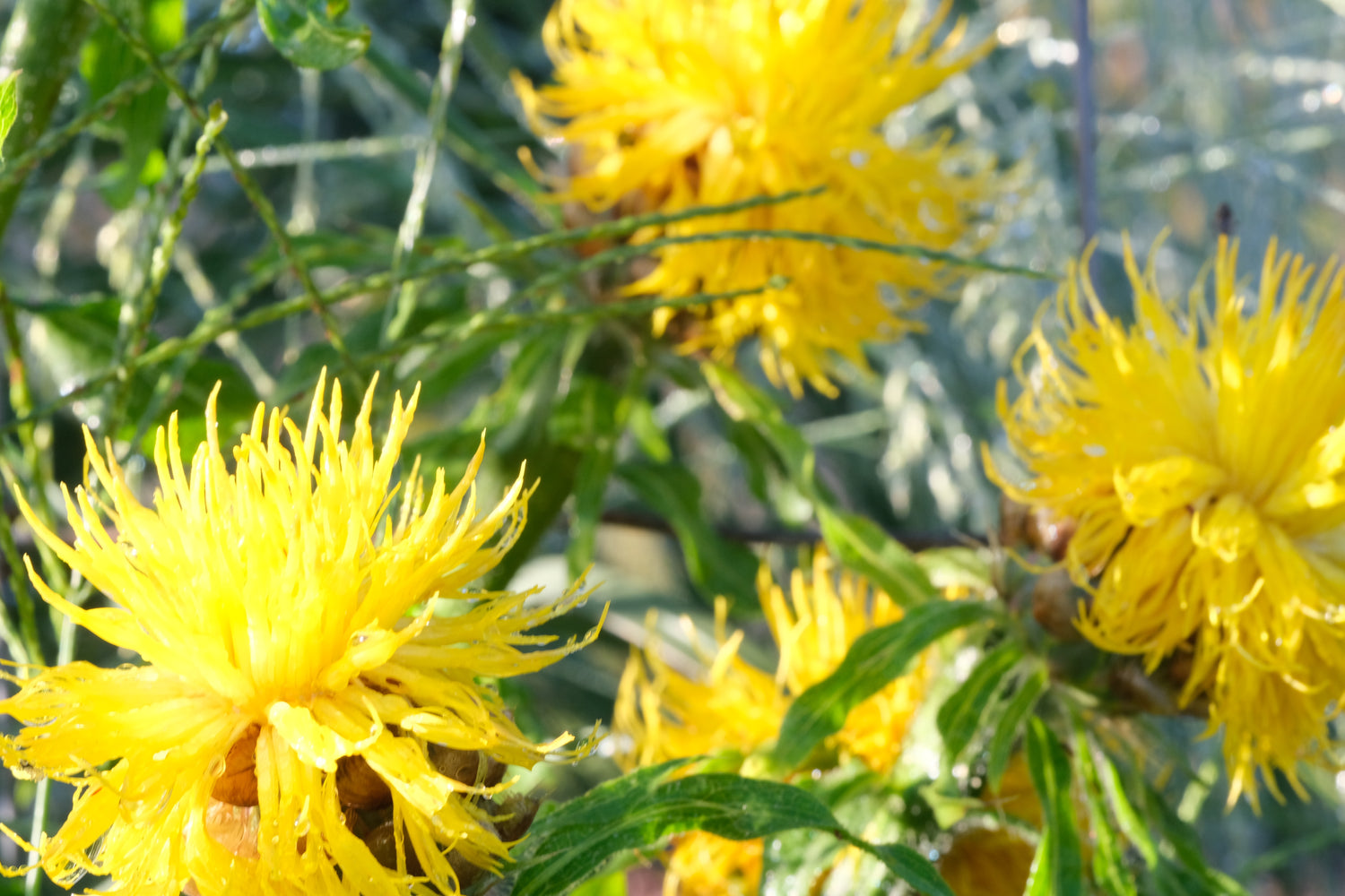 Centaurea macrocephala (giant knapweed) blooms