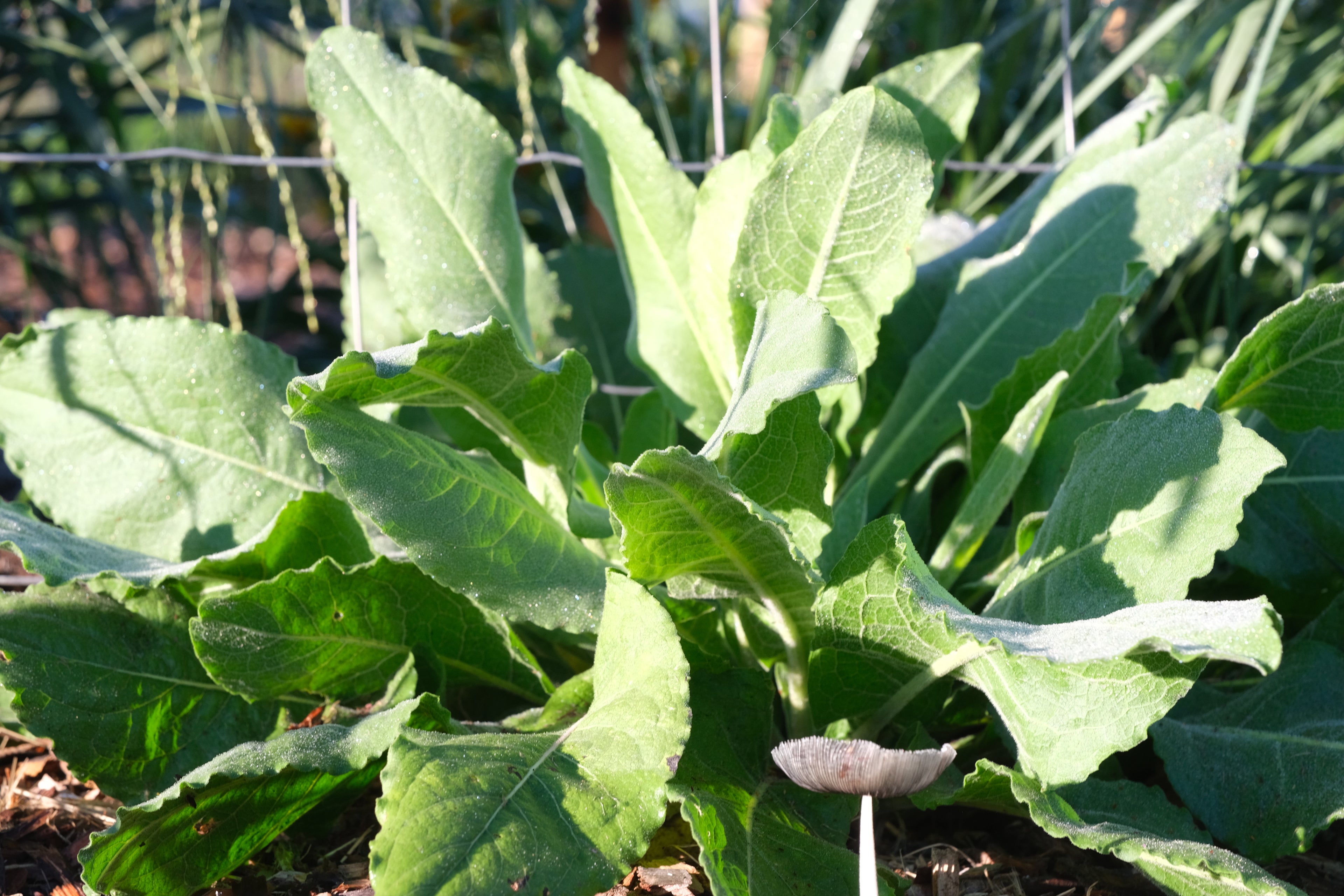 Centaurea macrocephala (giant knapweed) foliage