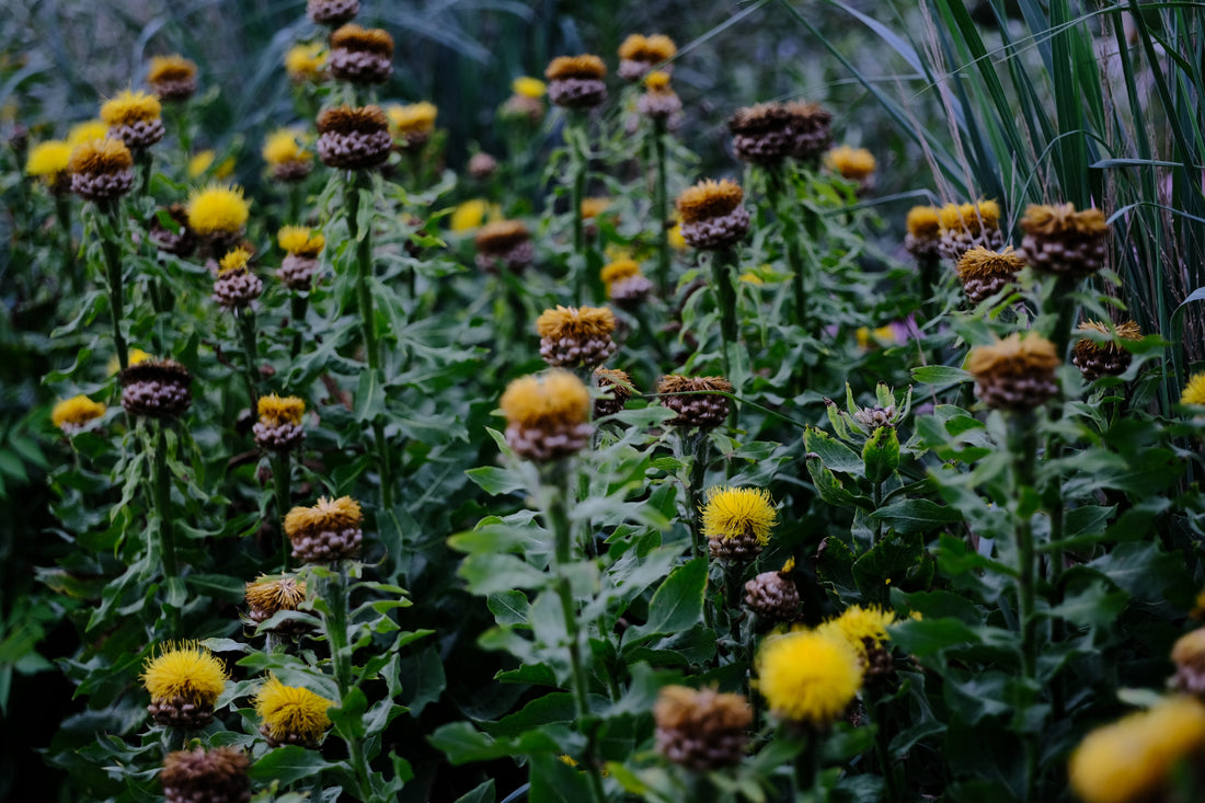 Centaurea macrocephala (giant knapweed) flowers