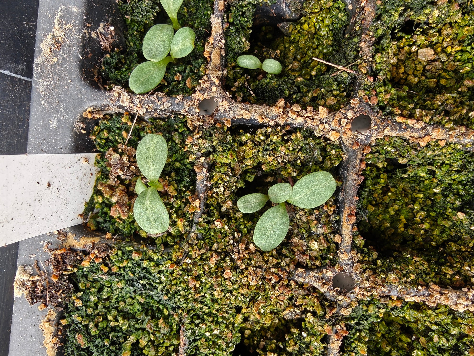 Small green Cephalaria gigantea seedlings sprouting from a nursery cell tray with soil and vermiculite.