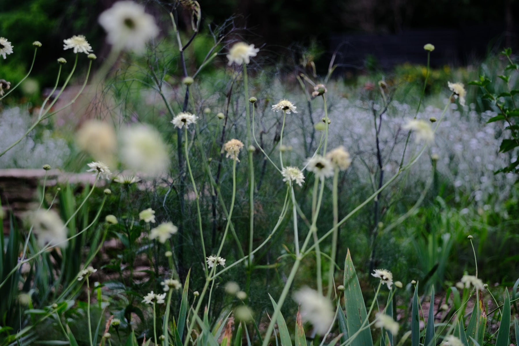 Cephalaria gigantea (giant scabious) blooming in the summer garden