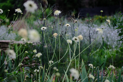 Cephalaria gigantea (giant scabious) blooming in the summer garden