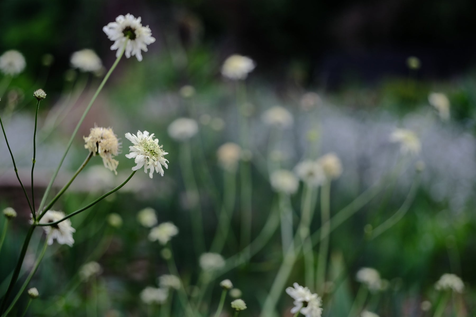 Cephalaria gigantea (giant scabious) blooming in the early summer garden