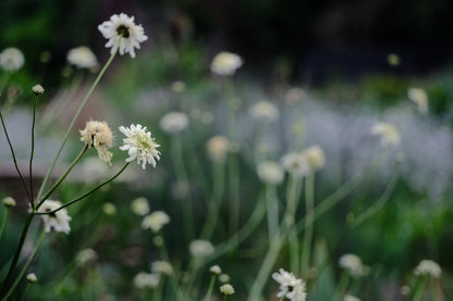 Cephalaria gigantea (giant scabious) blooming in the early summer garden