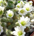 Close-up of small white Cerastium alpinum var. lanatum, commonly known as woolly alpine mouse ears, flowers with green centers on a soft focus background