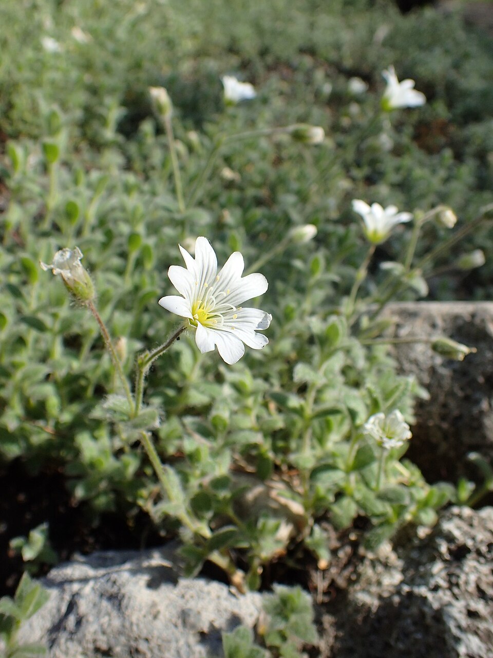 White Cerastium alpinum var. lanatum, commonly known as woolly alpine mouse ears, flower with green leaves on a rocky surface