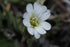 Cerastium arvense ssp. strictum (large-flowered meadow chickweed) flower