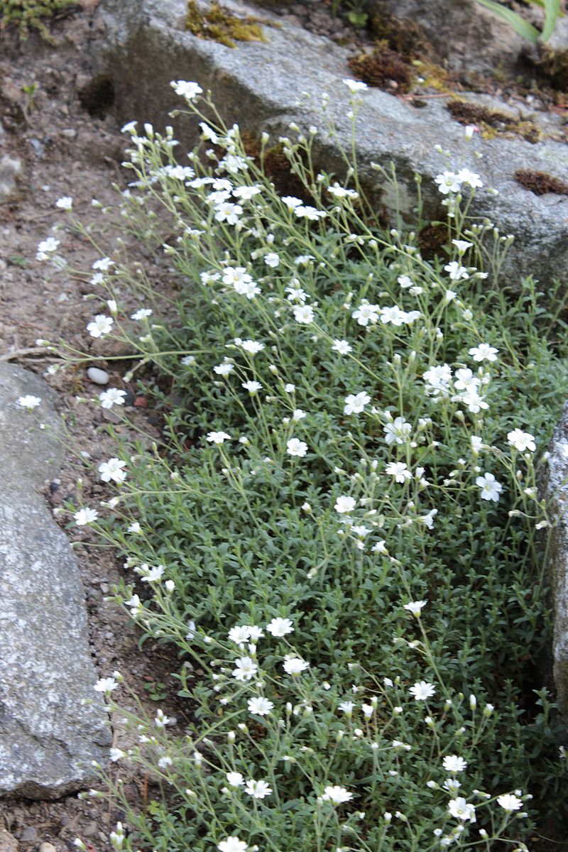 Cerastium arvense ssp. strictum (large-flowered meadow chickweed) in bloom