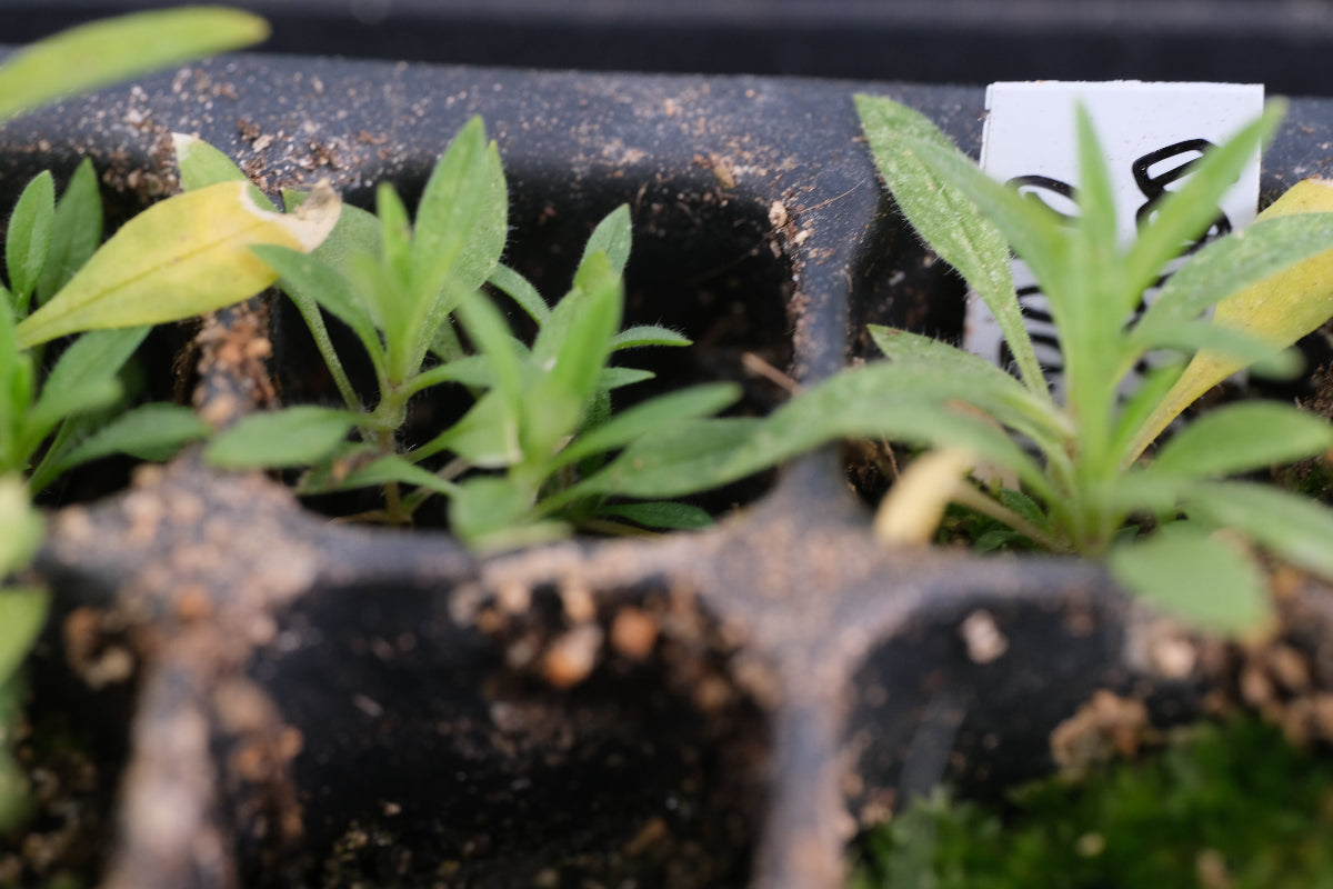 Chickweed seedling