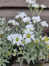 Cerastium tomentosum var. columnae &