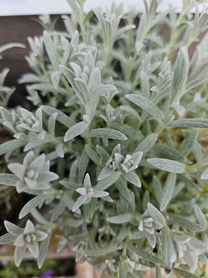 Cerastium tomentosum var. columnae &