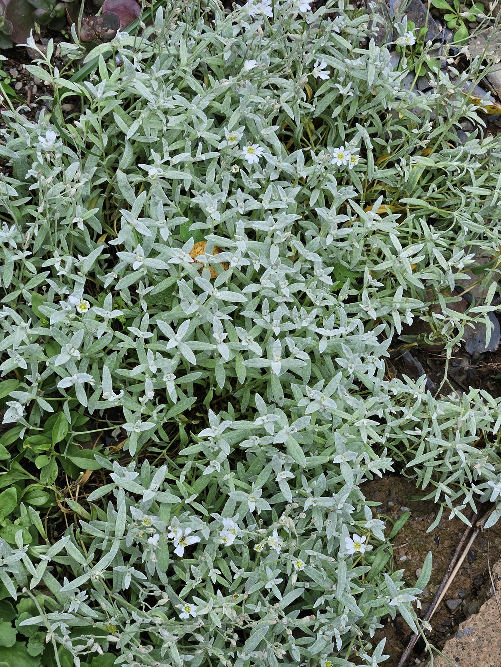 Cerastium tomentosum var. columnae &