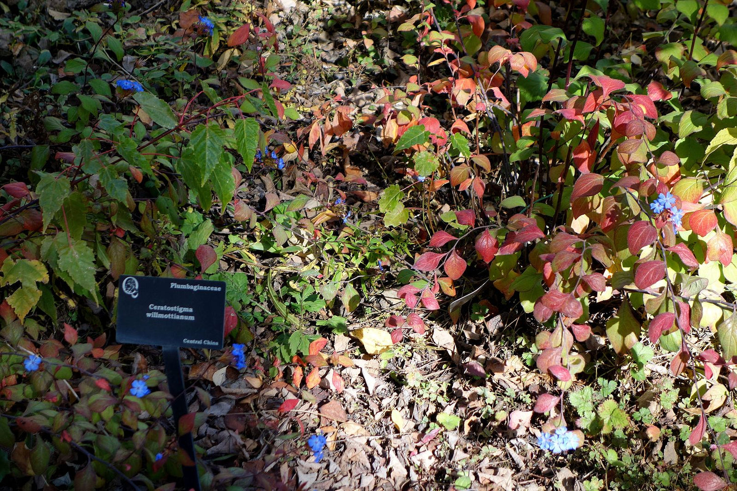 Ceratostigma willmottianum | Chinese plumbago