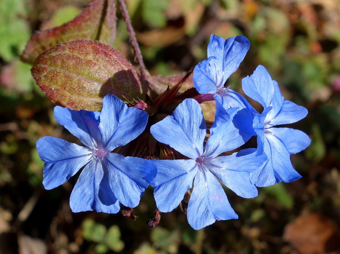Ceratostigma willmottianum | Chinese plumbago